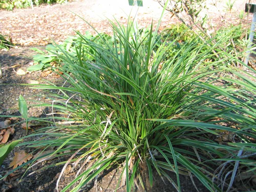 Carex morrowii (Japanische Segge)